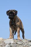 BULLMASTIFF 350